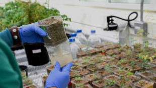 L'Arabie saoudite mise sur la "green tech" pour verdir le d&eacute;sert