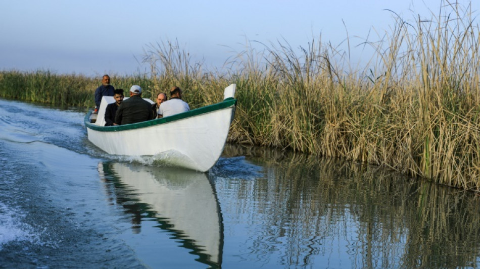 En Irak, un v&eacute;t&eacute;rinaire vogue au secours des buffles des marais