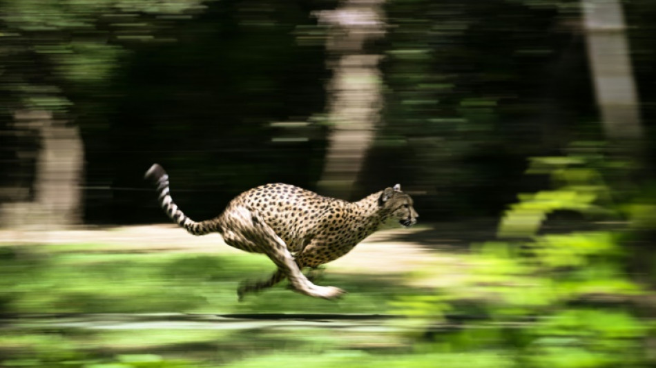 Huit gu&eacute;pards de Namibie arriv&eacute;s en Inde, avant leur r&eacute;introduction dans la nature