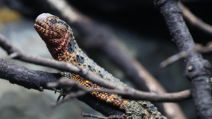 Un fossile inaspettato fa luce sull'origine delle lucertole