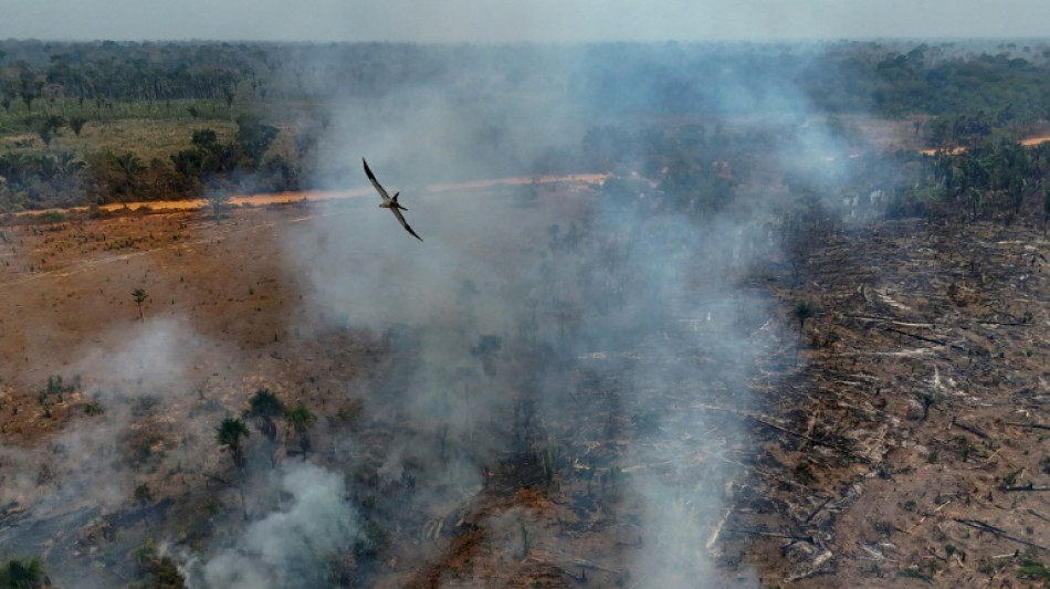 La deforestaci&oacute;n de la Amazon&iacute;a brasile&ntilde;a se aceler&oacute; en los &uacute;ltimos diez meses