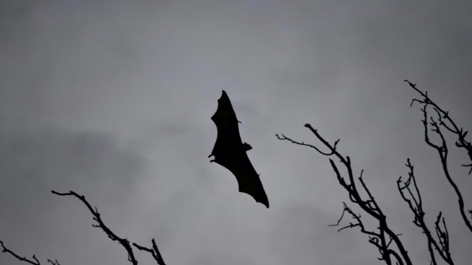 Ausgefeilte Jagdtechnik: Europas größte Fledermaus frisst Singvögel in der Luft