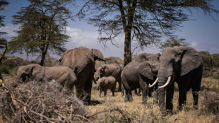 Kenya: mort d'une &eacute;l&eacute;phante qui avait surv&eacute;cu cinq fois &agrave; des braconniers