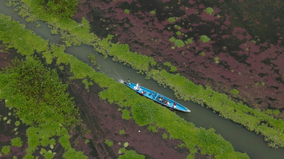 Una planta invasora amenaza con desaparecer un pueblo de pescadores en Colombia