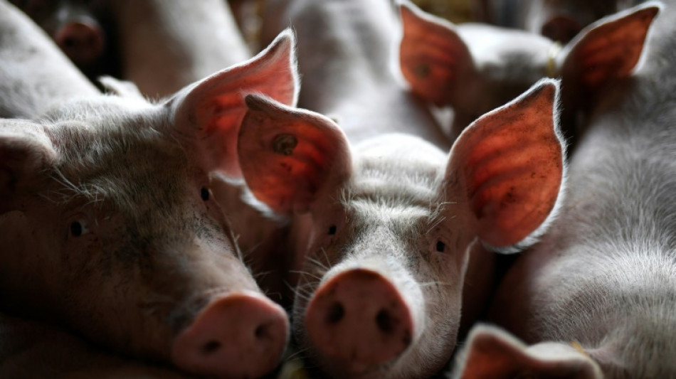 Tiersch&uuml;tzer: Missst&auml;nde in der Schweinehaltung auch in Betrieben mit Tierwohllabel