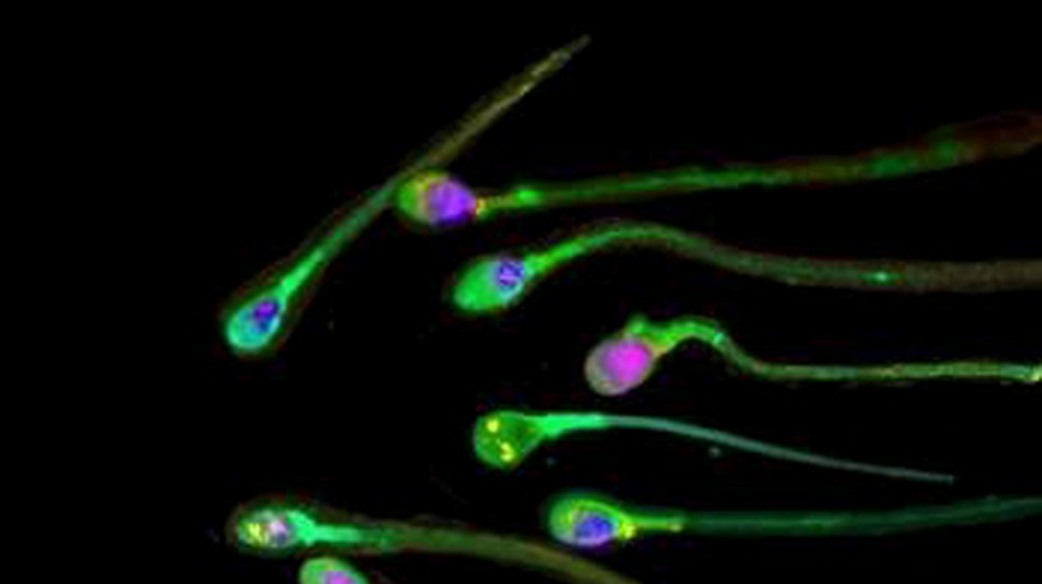Nello spazio gli spermatozoi perdono l'orientamento