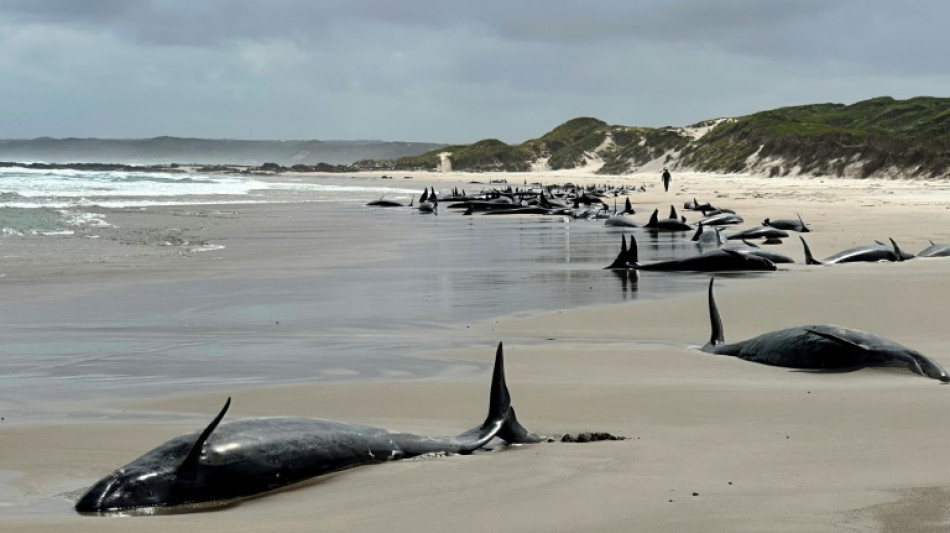 Australie: un banc de 157 dauphins s'&eacute;choue sur une plage de Tasmanie
