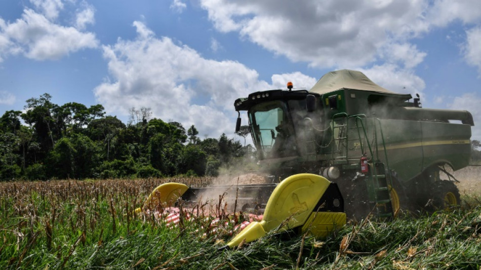 Brasil, a punto de volverse el mayor exportador mundial de ma&iacute;z