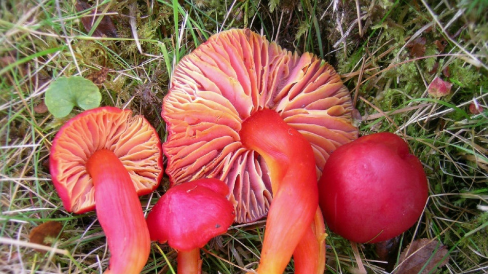 M&aacute;s de 400 variedades de hongos en peligro, seg&uacute;n la UICN