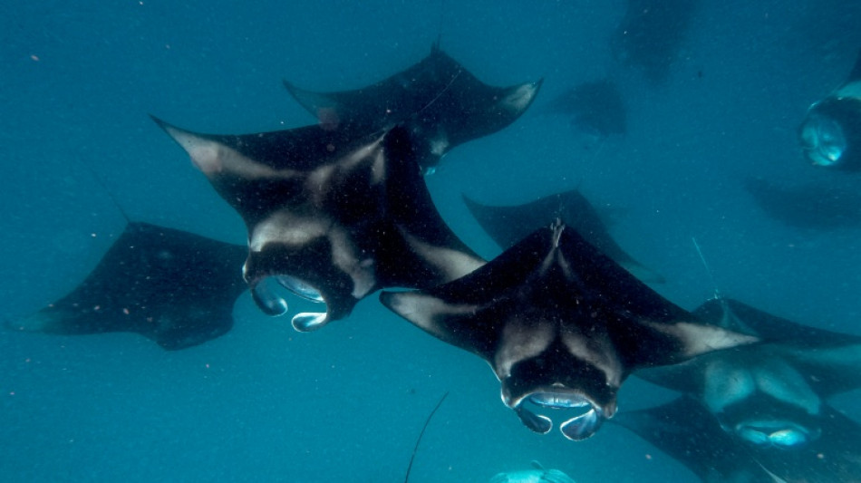 Over 70 shark, ray species win new wildlife trade protections