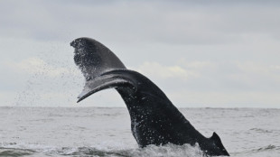 Kabinett beschließt Beitritt zu UN-Hochseeschutzabkommen