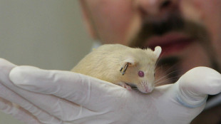 Retina artificiale ripristina la vista in topi ciechi