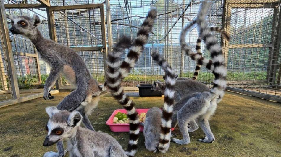 Retour &agrave; Madagascar de l&eacute;muriens et tortues en danger d'extinction