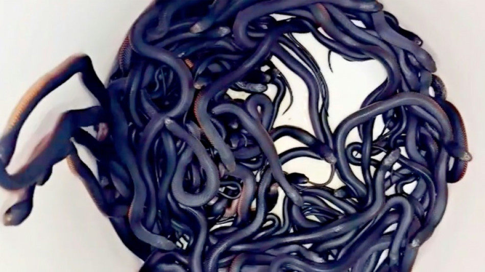 Hallan 102 serpientes venenosas en el patio de una casa de S&iacute;dney