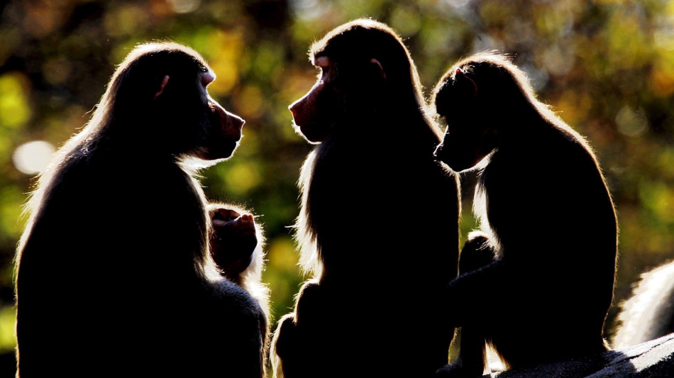 Patriarcato non è un'eredità dei primati, relazioni più sfumate