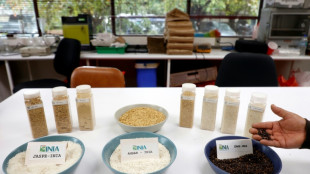 Less-thirsty rice offers hope in drought-stricken Chile