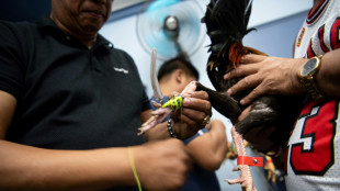 Aux Philippines: le march&eacute; du combat de coqs en ligne continue de prosp&eacute;rer, malgr&eacute; son interdiction
