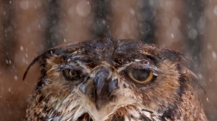 Feuerwehr rettet Eule aus Kieler Hauptbahnhof