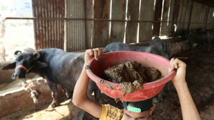 India transforma bo&ntilde;iga de vaca en fuente de energ&iacute;a renovable
