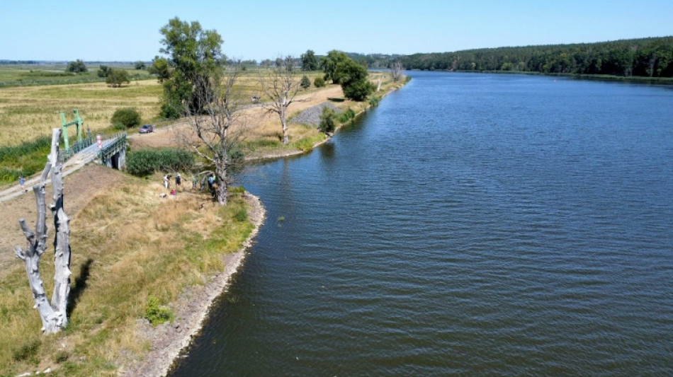 Rund 600 Baltische St&ouml;re in Oder bei Criewen ausgewildert