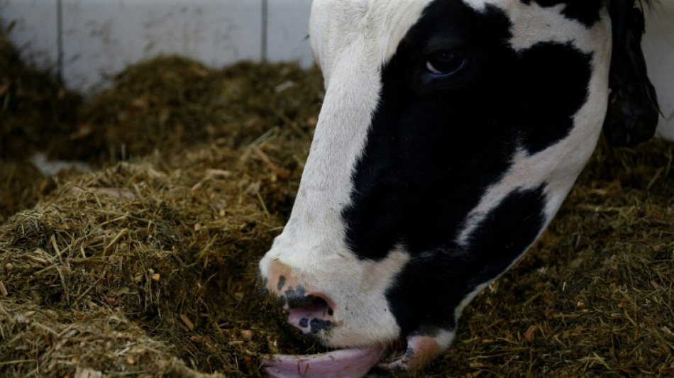 Hafturteil gegen Allg&auml;uer Landwirte in Tierschutzskandal rechtskr&auml;ftig