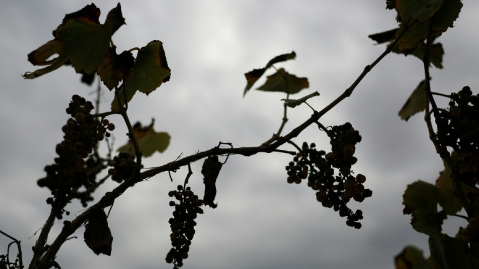 Viticultores de California abandonan vi&ntilde;edos asfixiados por los costos y la poca demanda