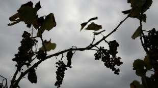 Viticultores de California abandonan vi&ntilde;edos asfixiados por los costos y la poca demanda