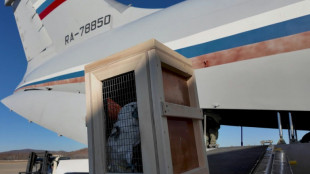 Putin regala una leona, cacat&uacute;as y osos a Corea del Norte