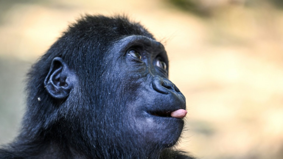 Zeytin le b&eacute;b&eacute; gorille restera en Turquie apr&egrave;s un test ADN