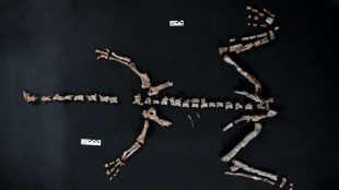 Hallan uno de los dinosaurios más antiguos del mundo en Argentina