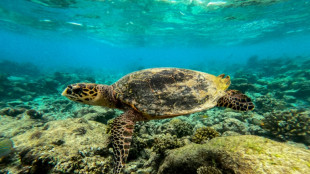 Los océanos sufren el calor de la contaminación de origen humano