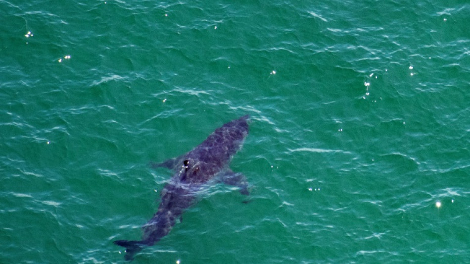 Las orcas son capaces de matar a un tibur&oacute;n blanco