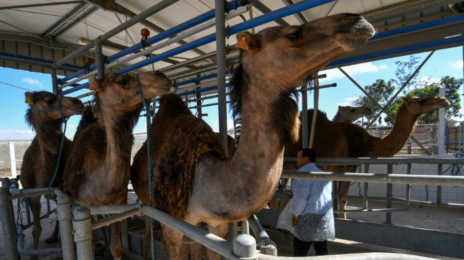 Le lait de chamelle, potentiel "or blanc" d'une r&eacute;gion aride et pauvre de Tunisie