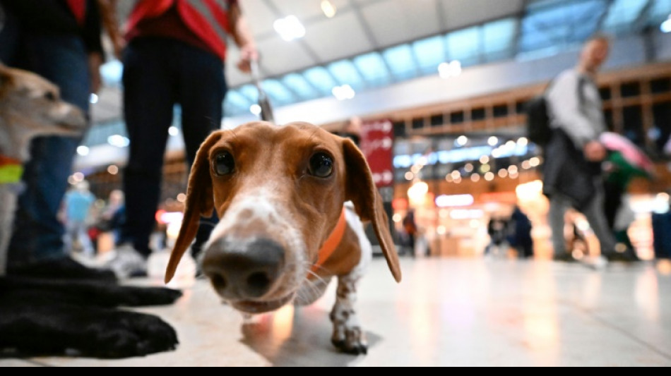 Une "pattes-patrouille" apaise les voyageurs &agrave; l'a&eacute;roport "maudit" de Berlin