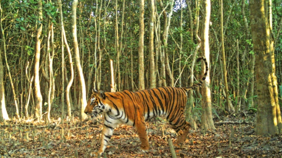 Le Bangladesh, plaque tournante du braconnage des tigres, selon une &eacute;tude