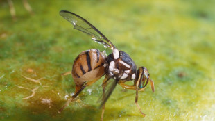 Trovata per la prima volta in Veneto la mosca orientale della frutta