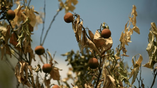 Con "todo muerto", a un agricultor chino no le queda m&aacute;s remedio que esperar la lluvia