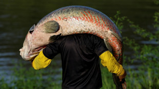 El piraruc&uacute;: el codiciado pez gigante del Amazonas en la mira de cazadores furtivos