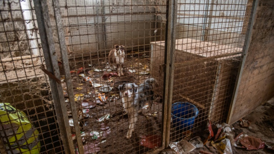 En Hongrie, d&eacute;couverte de chiens exploit&eacute;s dans des conditions "atroces"