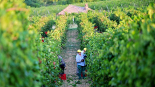 Des vendanges en juillet, du jamais-vu dans le nord de l'Italie
