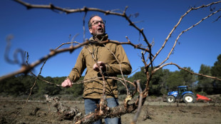 S&eacute;cheresse, surproduction: les vignerons audois arrachent leurs vignes la mort dans l'&acirc;me